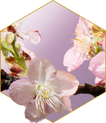 Roku Gin - Im Frühling - Sakura-Blätter und -Blüten