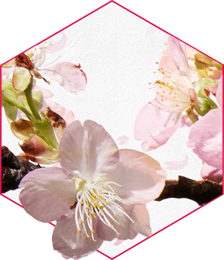 Roku Gin - Sakura Bloom Edition - Im Frühling - Sakura-Blätter und -Blüten